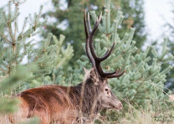 Saison de brame 2016