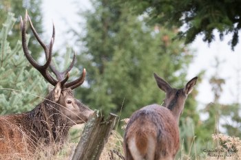 Saison de brame 2016