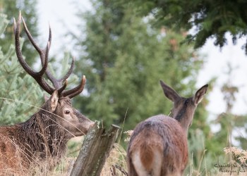 Saison de brame 2016