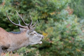 Saison de brame 2016