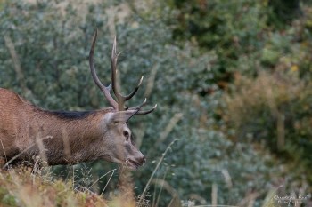 Saison de brame 2016