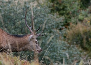 Saison de brame 2016