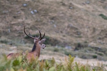 Saison de brame 2016