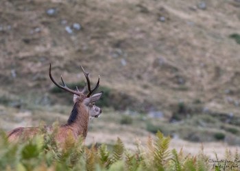 Saison de brame 2016