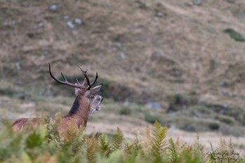 Saison de brame 2016