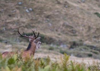 Saison de brame 2016