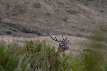 Saison de brame 2016