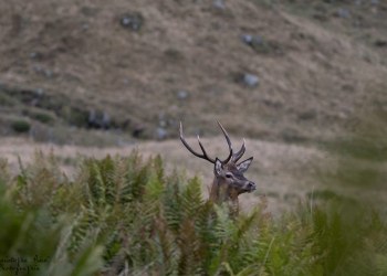 Saison de brame 2016