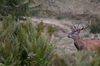 Saison de brame 2016