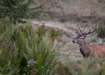 Saison de brame 2016