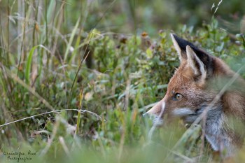 Saison de brame 2016