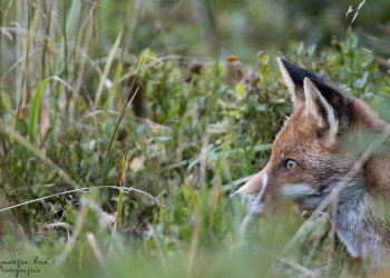 Saison de brame 2016