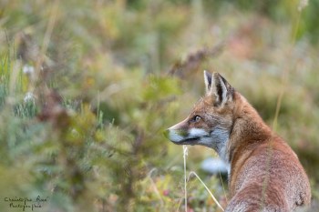 Saison de brame 2016