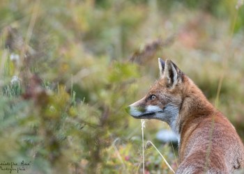 Saison de brame 2016