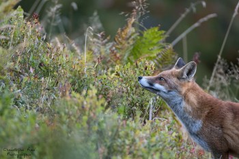 Saison de brame 2016