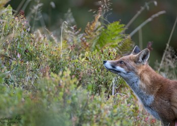Saison de brame 2016
