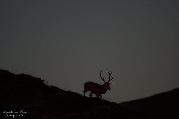 Saison de brame 2016 de brame 2016