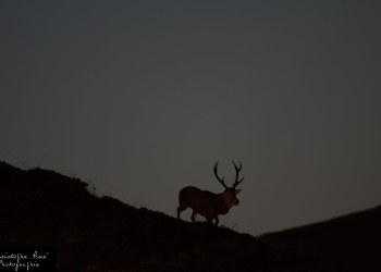 Saison de brame 2016 de brame 2016