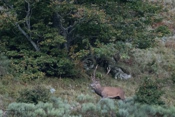 Saison de brame 2016