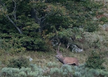 Saison de brame 2016