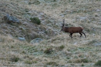 Saison de brame 2016