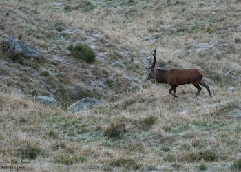 Saison de brame 2016