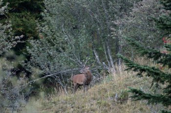 Saison de brame 2016