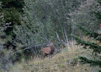 Saison de brame 2016