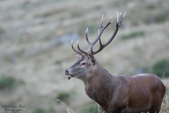 Saison de brame 2016