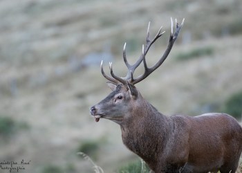 Saison de brame 2016