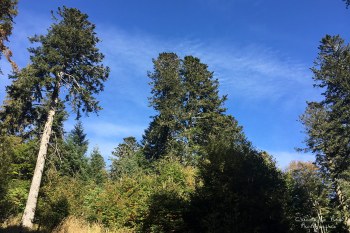 Saison de brame 2016