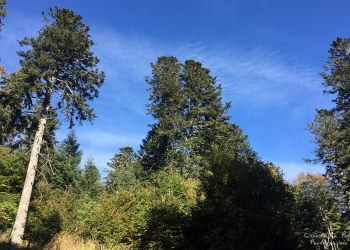 Saison de brame 2016