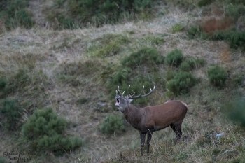 Saison de brame 2016