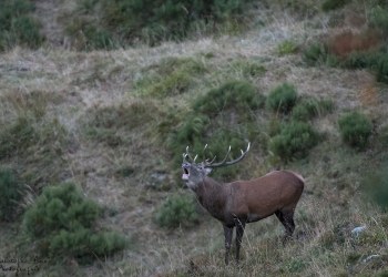 Saison de brame 2016