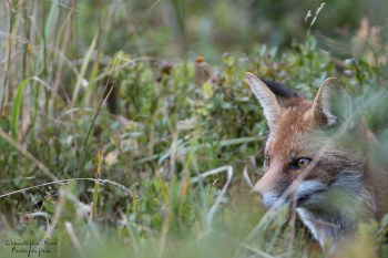 Saison de brame 2016