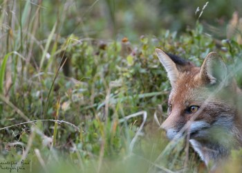 Saison de brame 2016
