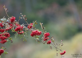 Saison de brame 2016