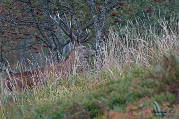 Saison de brame 2016
