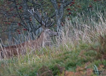 Saison de brame 2016
