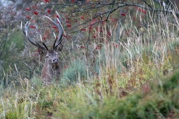 Saison de brame 2016