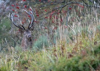 Saison de brame 2016