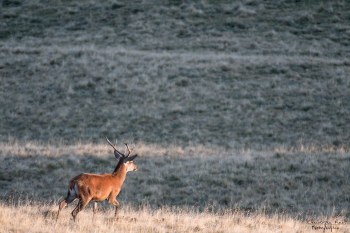 Saison de brame 2016
