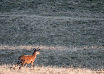 Saison de brame 2016