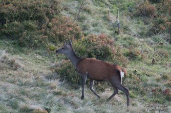 Saison de brame 2016