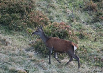 Saison de brame 2016