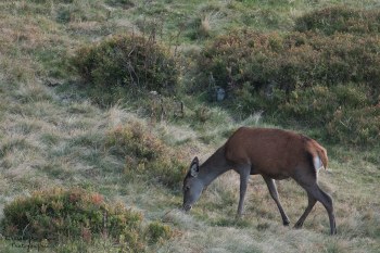 Saison de brame 2016