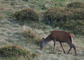 Saison de brame 2016