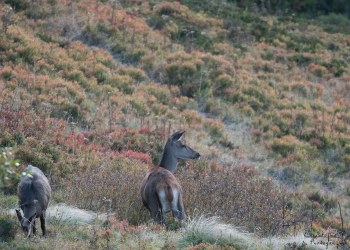 Saison de brame 2016