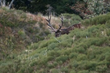 Saison de brame 2016