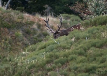 Saison de brame 2016